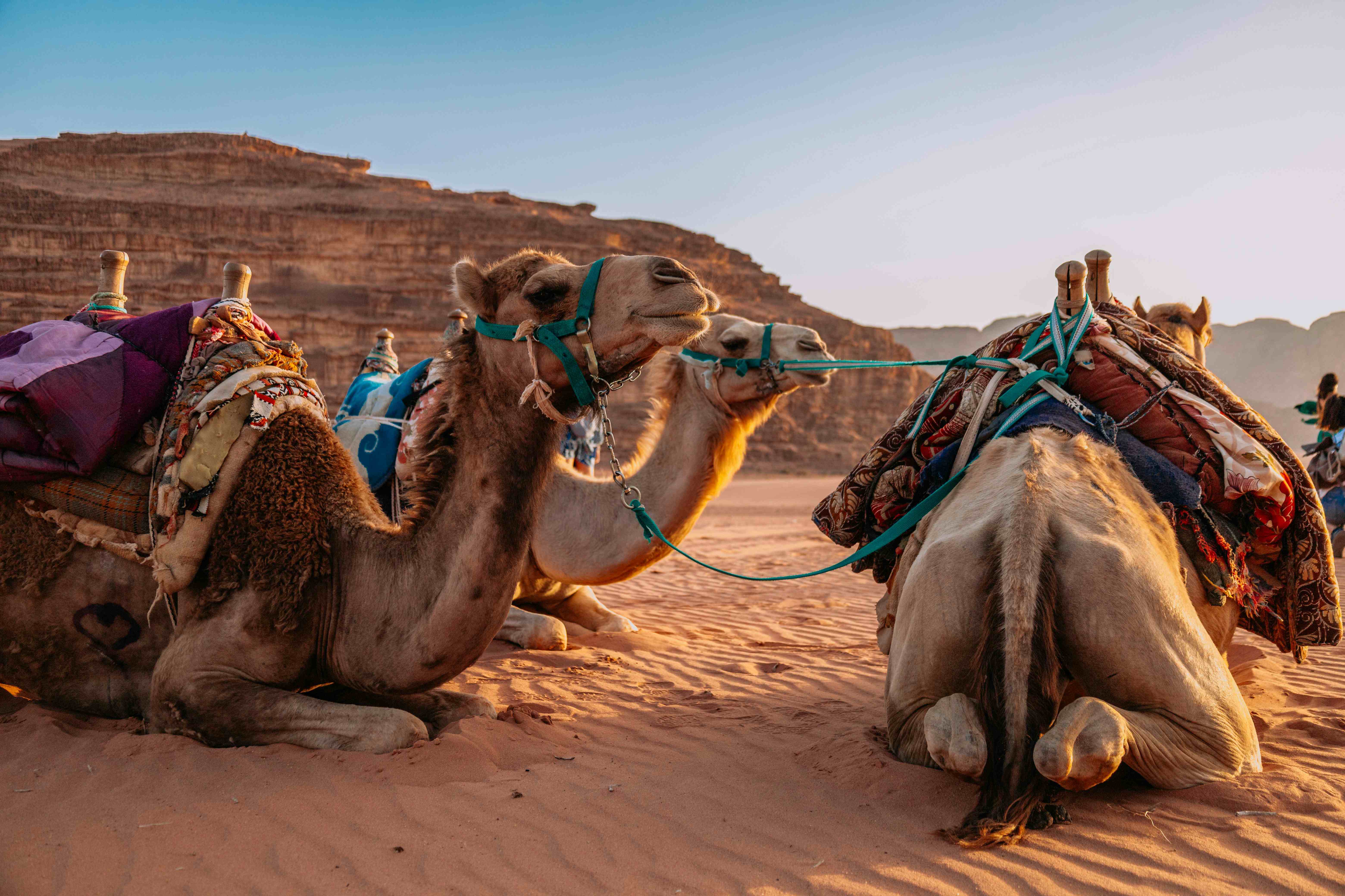 pexels andrea imre 151632551 17472768 3