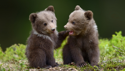 Abandoned Bear Cubs Prepare For Life In The Wild - XpatAthens.com