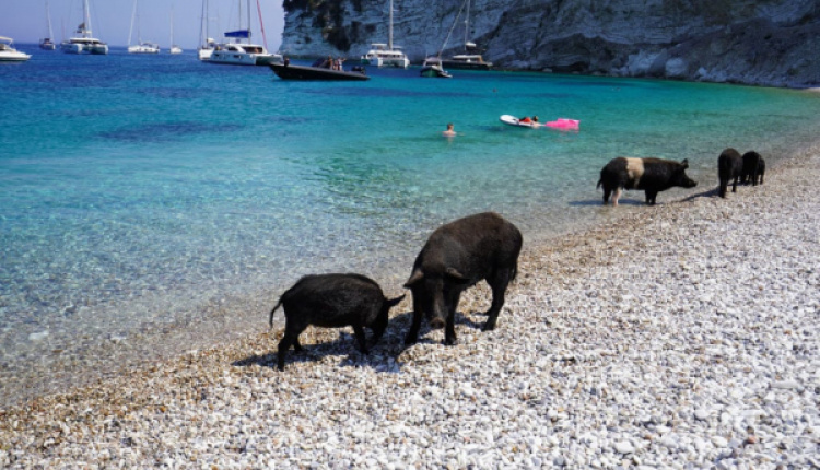 Atokos - Greece's Pig Island